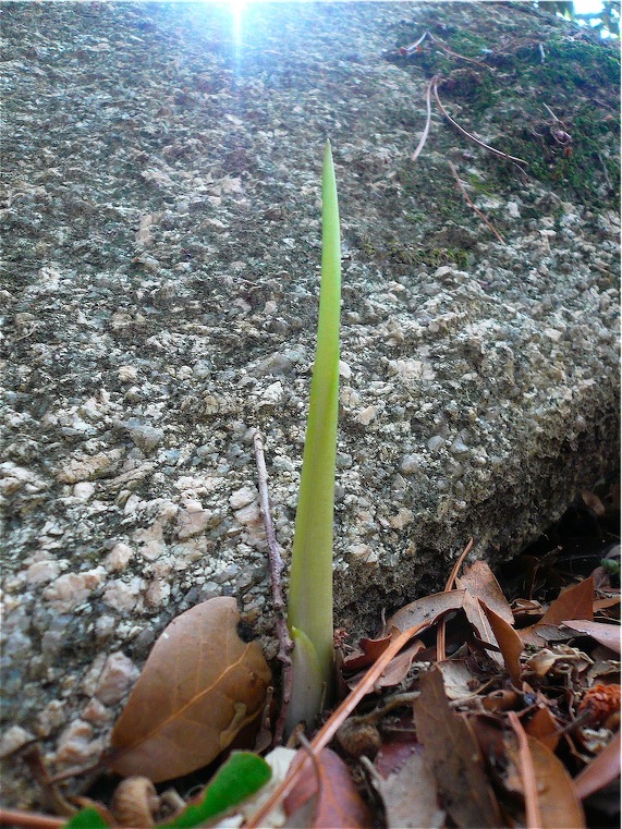 Arum pictum / Gigaro punteggiato